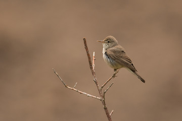 Stunning bird photo. Eastern olivaceous warbler / Iduna pallida