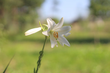 Fototapeta premium Photo of white lilies with yellow stamens on a green background.
