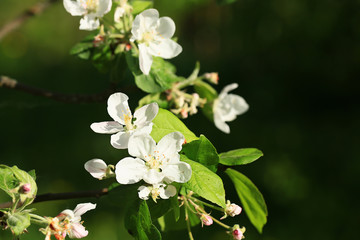 apple tree flowers in the summer garden