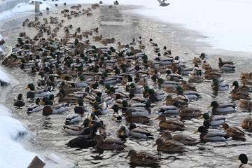 A lot ducks swim in the freezing pond in search of food.