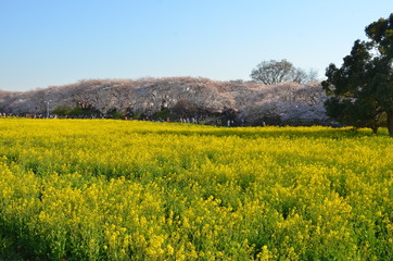 Fototapeta premium 権現堤