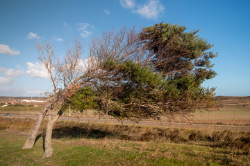 Crooked tree on Vila do Bispo