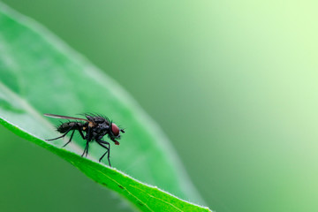 Fototapeta premium Macro photo, close up, insect, Housefly resting on a leaf, Musca domestica