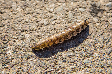 Caterpillar across on the road