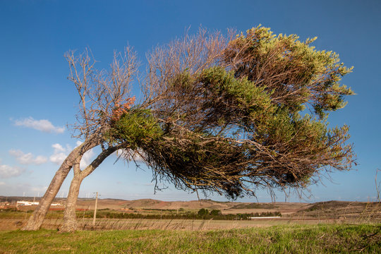 Crooked tree on Vila do Bispo