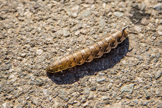 Caterpillar across on the road