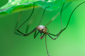 Harvestmen spider runs at the bottom of a leaf., Macro photo, close up, insect, spider, Opiliones, Phalangiidae, Arthropoda, 