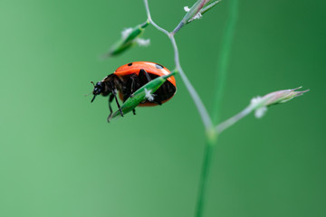 Ladybug in the top of a plant,  Macro photo, close up, insect, Coccinellidae, Arthropoda, Coleoptera, Cucujiformia, Polyphaga