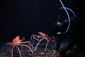 Japanese spider crab - obrazy, fototapety, plakaty