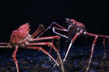 Japanese spider crab © Mauro Rodrigues