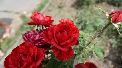 beautiful scarlet roses