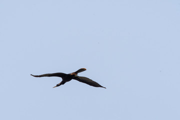 flying cormorant