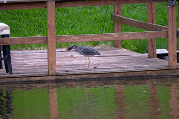 Green Heron eating a Crawdad