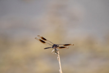 Dragonfly on a twig #2