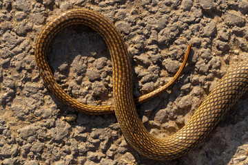 Dead snake. Road wars - death of a Reptile from the car. The killing of a animal. Caspian whipsnake (caspius) also known as the large whipsnake (Dolichophis / Coluber).