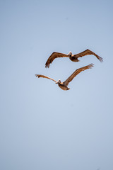 two pelicans flying