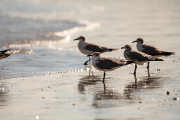 four seagulls on the beach