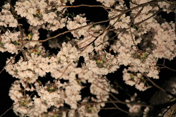 春の風景/夜桜(岐阜県)