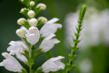 white little flowers. Summer meadow with macro nature