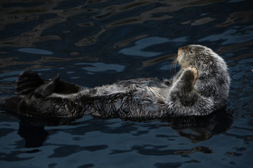 sea otter (Enhydra lutris)