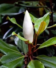 magnolia blossom closeup in a tree ready to bloom