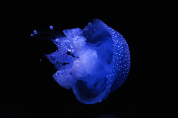 Australian spotted jellyfish