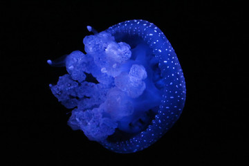 Australian spotted jellyfish
