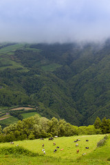 Landscape around Furnas, Sao Miguel Island, Azores archipelago