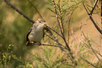 Stunning bird photo. Upcher's warbler / Hippolais languida