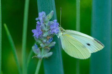 Butterfly on flower. Summer meadow with macro nature