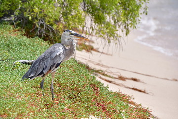 GARZA, GALÁPAGOS