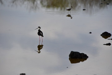 TERO REAL, GALÁPAGOS