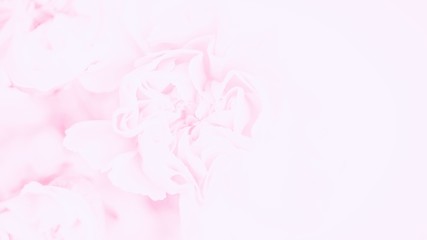 Delicate pink carnations flowers background. Soft pastel flower. 16:9 panoramic format. Copy space