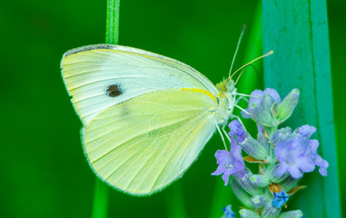 Butterfly on flower. Summer meadow with macro nature