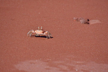 CANGREJO, GALÁPAGOS