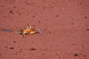CANGREJO, GALÁPAGOS