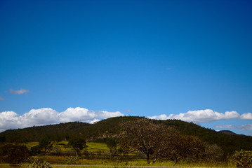 Fototapeta na wymiar Cerrado's Landscape