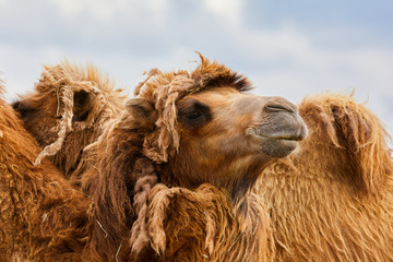 Bactrian camel snout