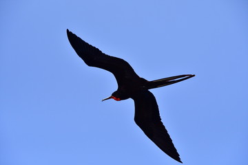 FRAGATAS, GALÁPAGOS