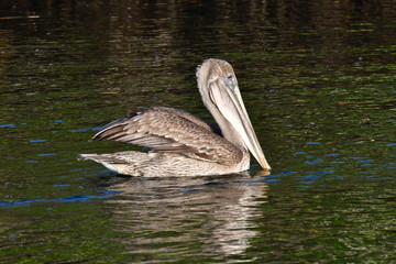 PELÍCANO, GALÁPAGOS