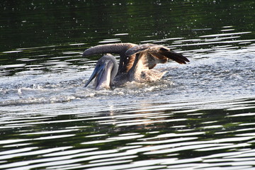 Fototapeta premium PELÍCANO, GALÁPAGOS