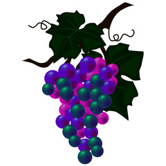 stylized grapes, Isolate on a white background