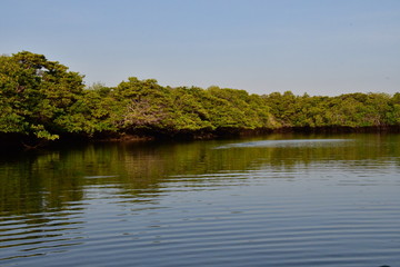 Fototapeta premium MANGLAR, GALÁPAGOS