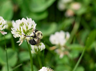 Bumble Bee on A Clover Flower Detail of a bee pollinating and collecting nectar, buzzing clover to clover in the summer. 