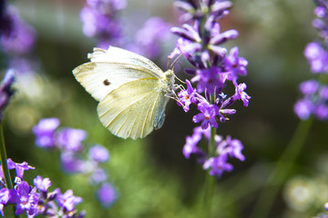 summer butterfly sitting on a purple flower