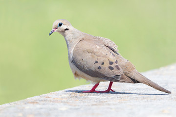 Closeup of a Morning Dove with a Out of Focus Green Background
