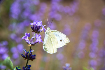 summer butterfly sitting on a purple flower