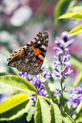 summer butterfly sitting on a purple flower