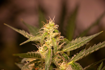 Cannabis with White and Orange Pistils. Backlit marijuana plant during the beginning of flowering.
