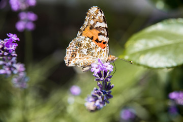 summer butterfly sitting on a purple flower